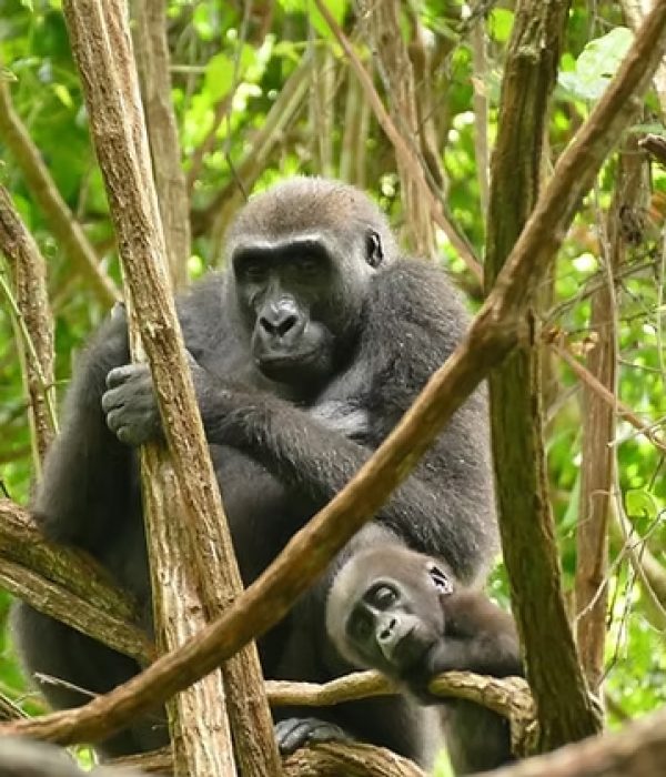 Gorilla_lowerland01