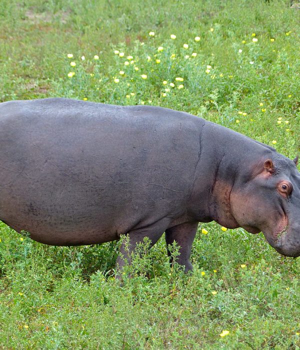 Hippo_(Hippopotamus_amphibius)_grazing_(12033127823)